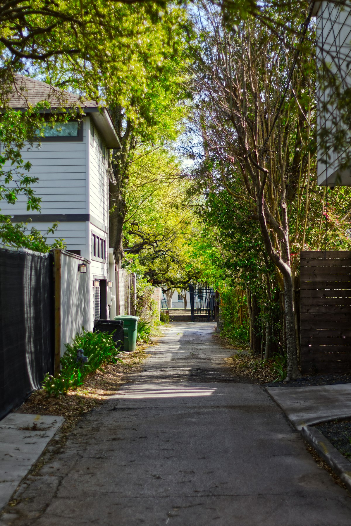 A quiet, tree-lined residential street
